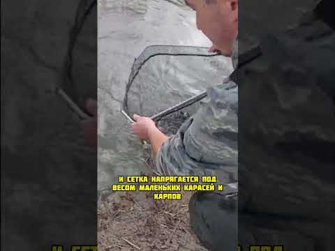 Не знал что в этой луже столько рыбы