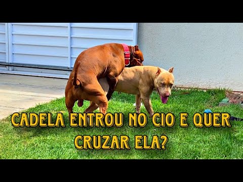 Saiba Sobre Acasalamento de Cães