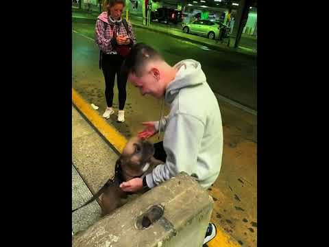 Esse cão JAMAIS esperaria por isso #surpresa #reencontros #emocionante