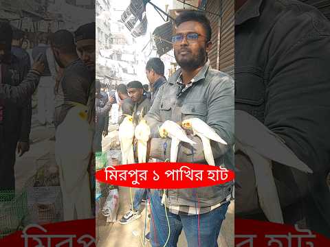 পাখির হাট মিরপুর ১ | Pakhir Hat Mirpur 1 #পাখি #pakhi #bird #birds #parrot  #shorts #youtubeshorts
