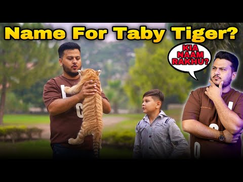 Golden Taby Tiger ka Kia Naam Rakhon Confuse ho Gaya 🤔| Suggest Me Name of Taby Tiger |Nouman Hassan