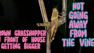 I want to see the brown grasshopper on the grape vine