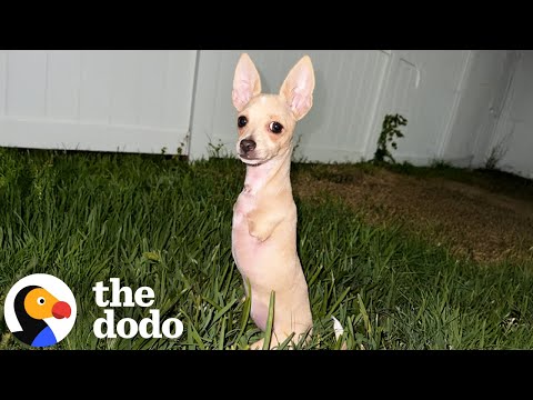 Chihuahua With Two Legs Is Unstoppable | The Dodo