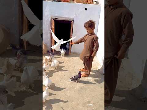 Kabootar ki breeding bhoot ache 🥰😘😍👀#shortvideo #youtubeshorts #ytshort