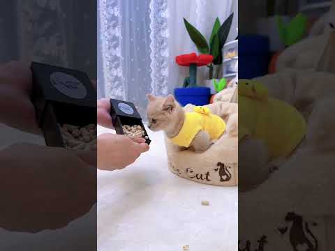 LOS GATOS: Las reacciones jajaja🐈🐱#shorts #gatos #funny