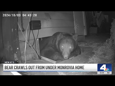 350-pound bear found in crawl space of Monrovia house