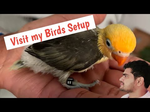 Vlog my Birds Setup