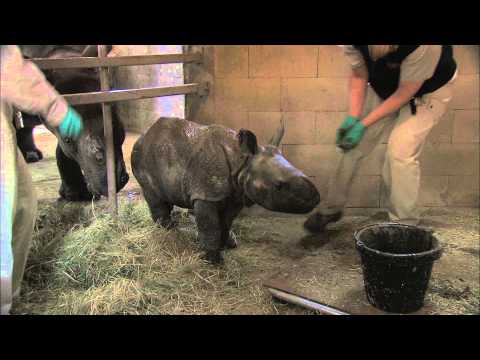 Baby Rhino Gets The Bottle Treatment At San Diego Zoo!