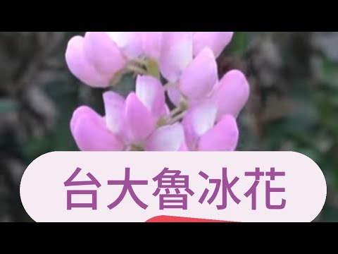 台大杜鵑花季開始了! x 【冷娃一隊】