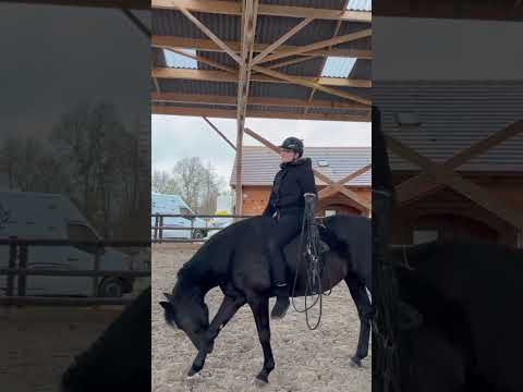 MA JUMENT À FAILLI MOURIR