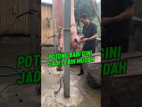 potong daging babi dengan cara seperti ini jadi lebih mudah #carapotong #babi