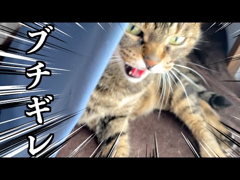 プライベートを覗き見されブチギレる凶暴猫...