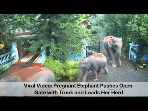 Viral Video: Pregnant Elephant Pushes Open Gate with Trunk and Leads Her Herd