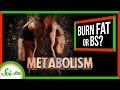 Understanding Metabolism and Supplements