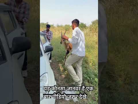 #animalrescue #animalshorts #saveanimals #sanatandharma #animallovers #deer #animalsvideo #viral
