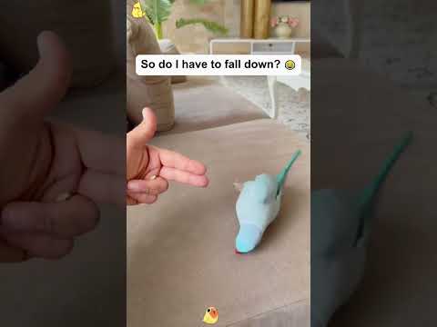 Funny parrots imitation show🤣🥰🦜🤪#fypツ #foryou #funnymoments #usa🇺🇸 #pets #parrot #imitation