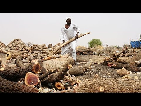 YouTube video thumbnail: War Devastates Sudan's Ancient Acacia Forest, Threatening Ecosystem