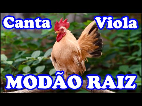 📟 MODÃO CAIPIRA DAS RÁDIOS ANTIGAS - Sintonize Aqui em Coisas da Roça