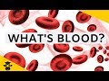 Understanding Blood Components