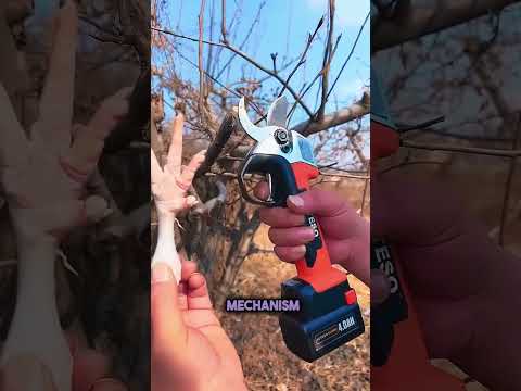 Why a Tree Pruner Never Cuts Hand