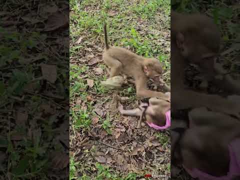 28-08-24 Breaking new 2 new abandoned monkey found in wild welcome by Siena #abandonedmonkey