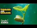 Plant Tissue Types and Functions