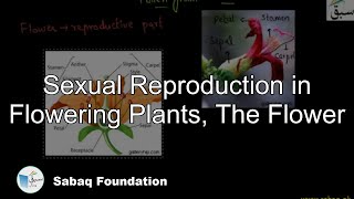 Sexual Reproduction in Flowering Plants, The Flower