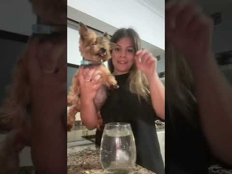 Esto pasa si la visita habla mal de mi perro..