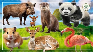 Bustling Animal World Sounds Around Us - Wolf, Peacock, Pig, Crocodile, Donkey - Animal Sounds