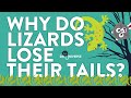 Lizard Tail Functions and Survival
