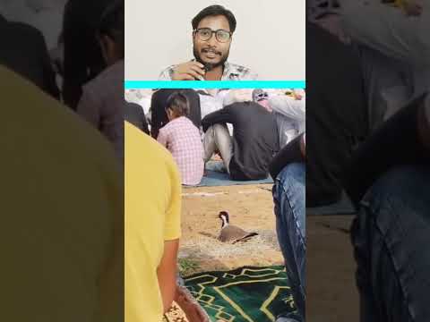 Parinda Ko Insan Par Kitna Bhrosa Hai ๐ค #shorts