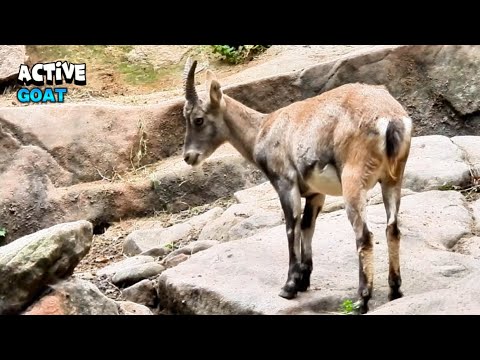 Stunning Goat Moving Upwards