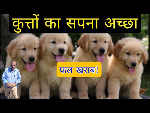 कुत्ता रोता हुआ दिखे या आपके पास चलकर आए या बहुत सारे कुत्ते देखें या कुत्ता मांस खाता हुआ दिखे