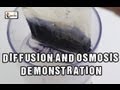 Exploring Diffusion and Osmosis Through the Iodine Starch Experiment