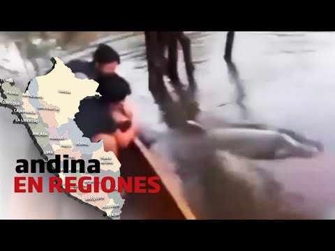 Andina en Regiones: jóvenes rescatan a un bufeo colorado atrapado en Bajo Amazonas