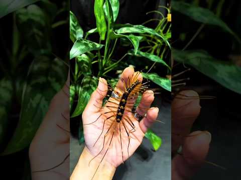 House Centipede #jibonerpath