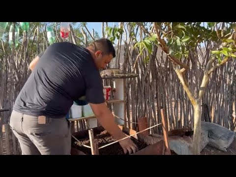 FIZ UM CANTEIRO E PLANTEI COENTRO