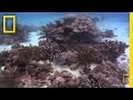 Exploring the Great Barrier Reef and the Census of Marine Life