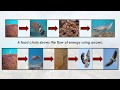 Ecosystem Relationships and Roles