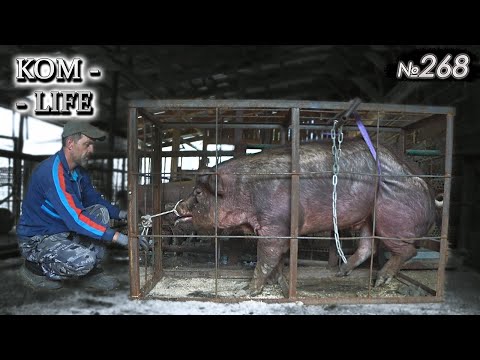 Лишение чести "СЭРа Болезного"
