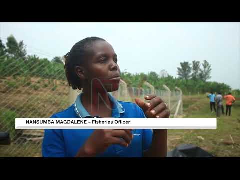 Rubirizi residents turn to wetlands over severe drought