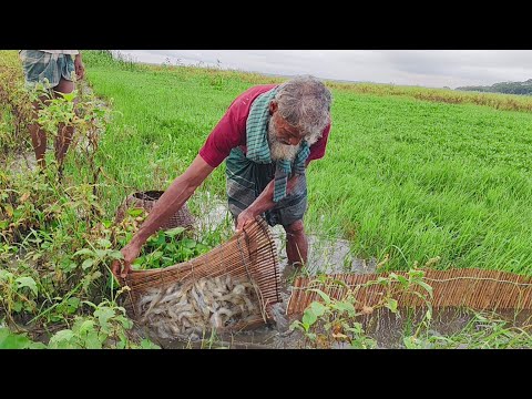 বাড়ির পাশে বিলে বৃষ্টির মৌসুমে চাই দিয়ে চিংড়ি ও বাইলা মাছ ধরা। Fishing trap 2025। মাছ ধরার ভিডিও