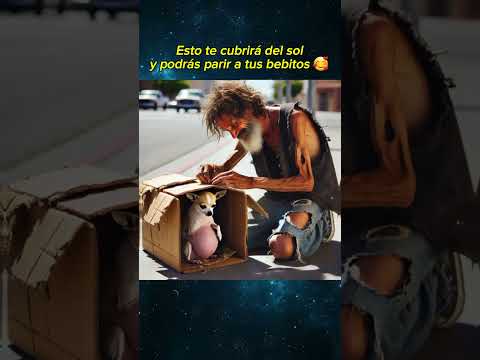 No te imaginas quién ayudó a esta perrita ☺ #perros #mascotas #chihuahua #perroabandonado