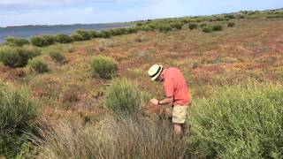 Salt Marsh at Coorong National Park