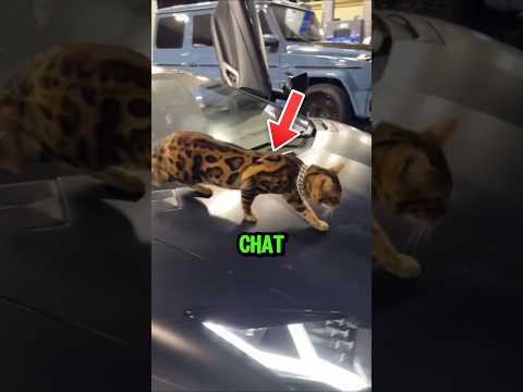 Les races de chats les plus chères au monde !😱