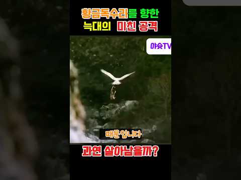 #동물치유 #동물 #동물쇼츠#황금독수리#늑대
