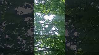 🐦‍⬛🐦‍⬛Ave escondida en El Arbol🐦‍⬛🐦‍⬛