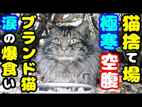 雪が降る極寒の猫捨て場 空腹なブランド猫にご飯をあげたら・・・