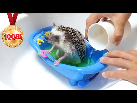 귀여운 욕조에서 목욕하는 귀여운 고슴도치