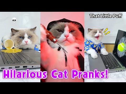 😝Hilarious Cat Pranks 2025 | Viral Compilation | That Little Puff